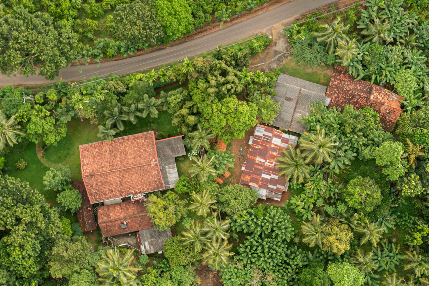 Aerial view of cinnamon trees growing on the family estate