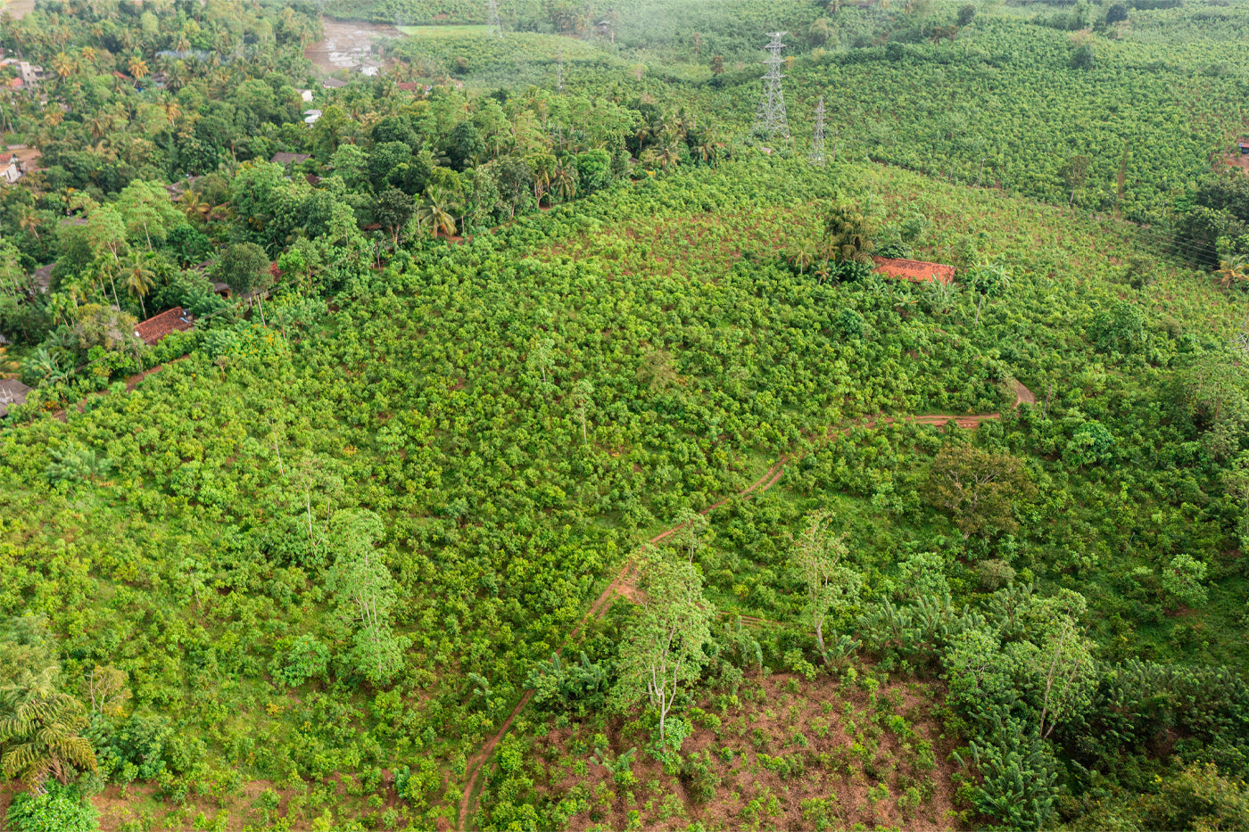 Aerial view of cinnamon trees growing on the family estate