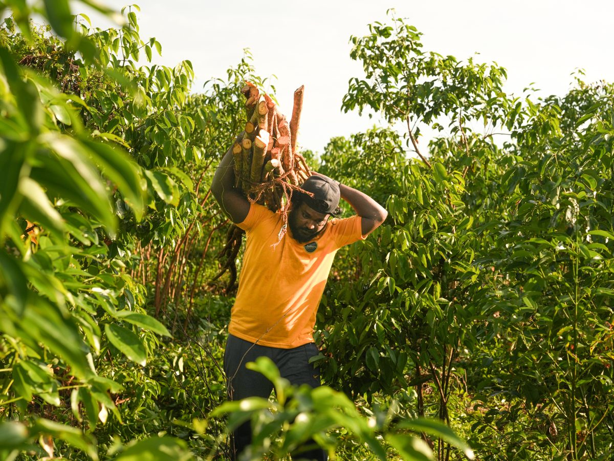 A grower carrying freshly cut cinnamon branches on The Auburn family estate