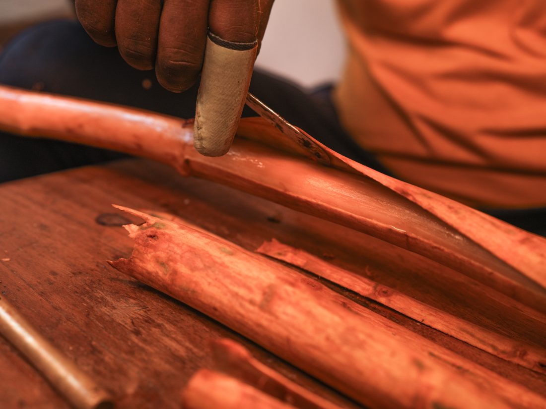 Skilled hands peeling cinnamon bark with a brass tool